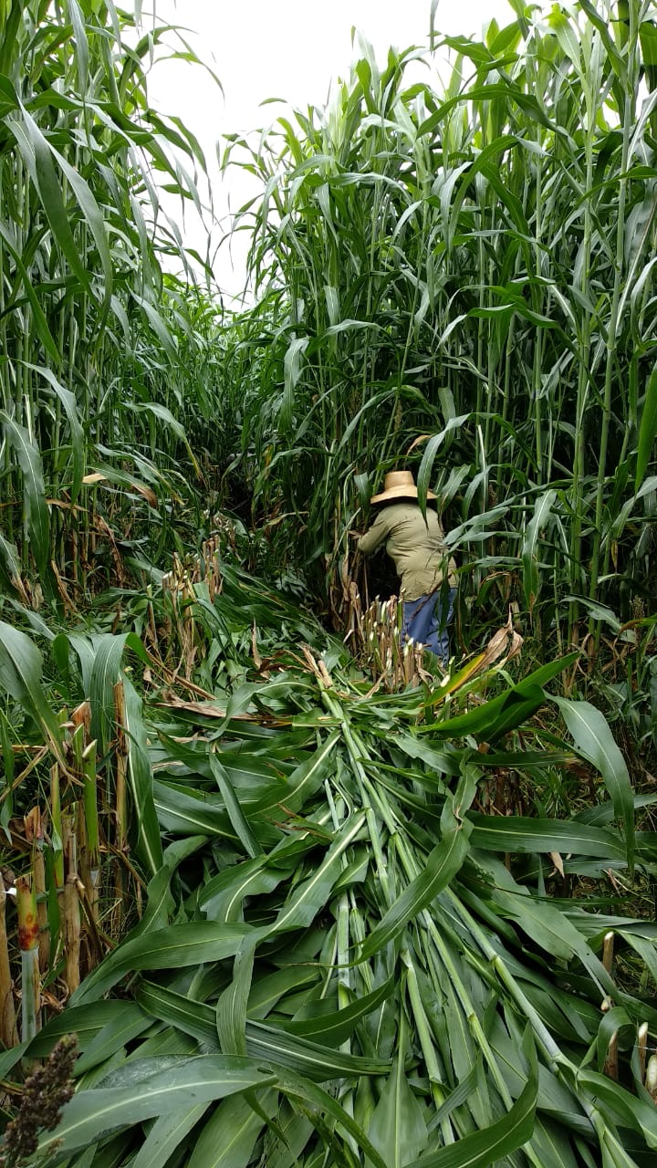Sorgo: registro de campo