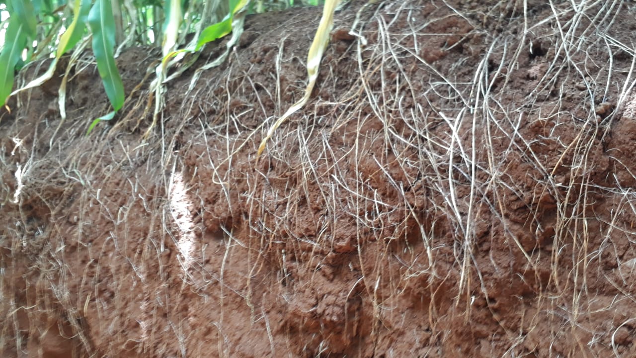 Lavoura: acervo AgroInova